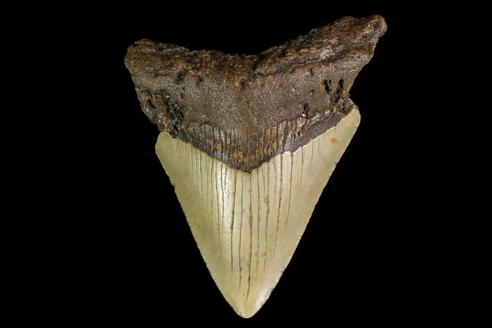 Bargain, Fossil Megalodon Tooth - North Carolina #145422